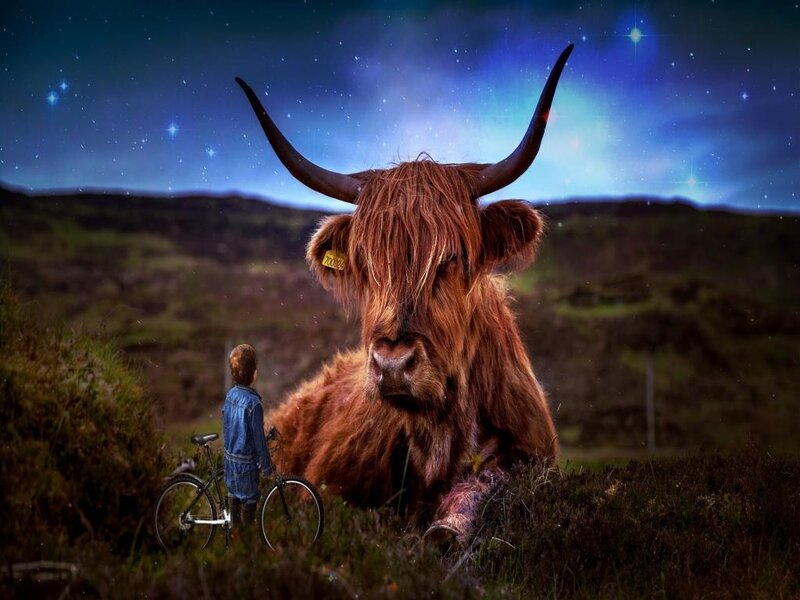 Highland Cow and Child