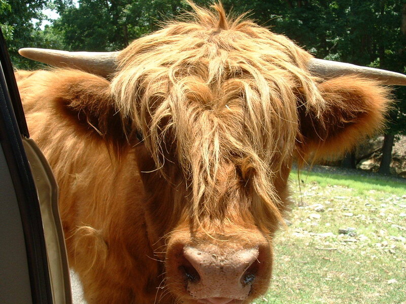 Highland cow close-up