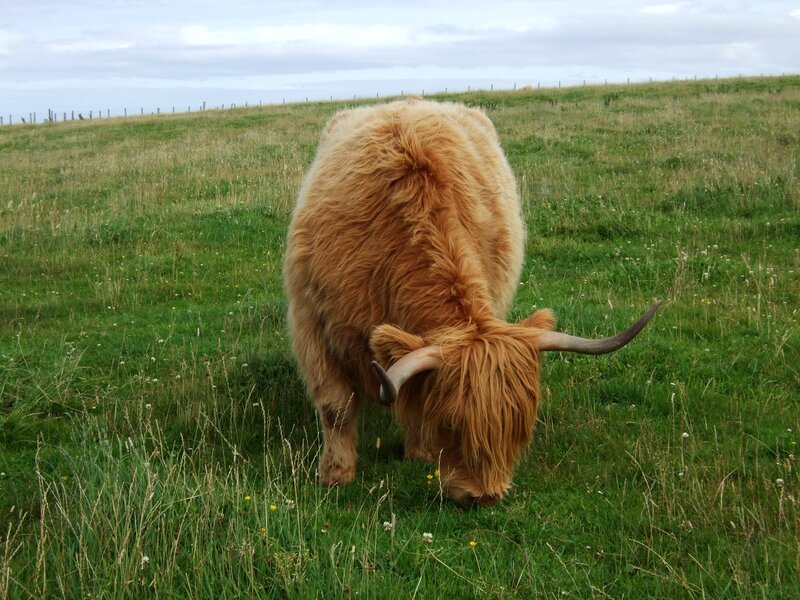 Highland cow grazing in a field