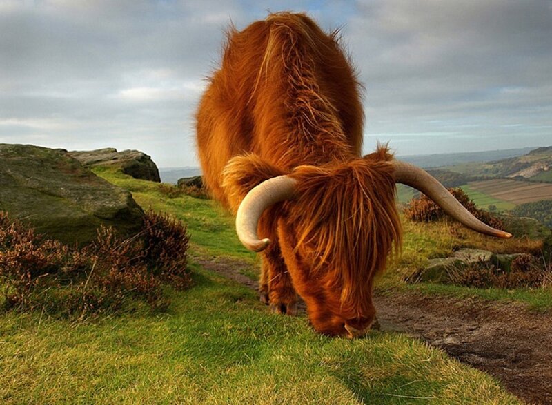 Highland Cow Grazing