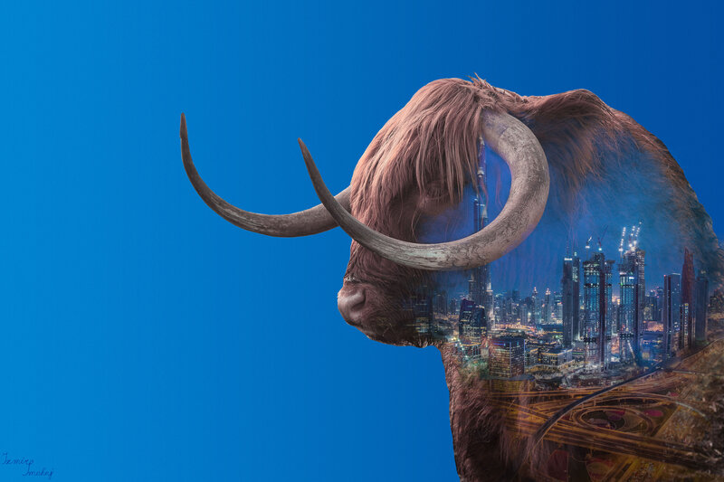 Highland Cow Head