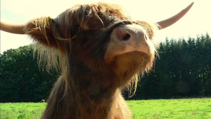 Highland cow in a field