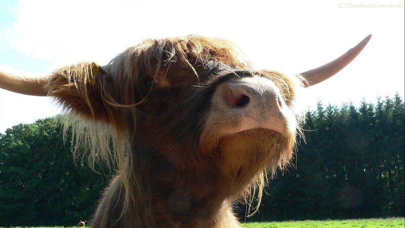 Highland cow in a field