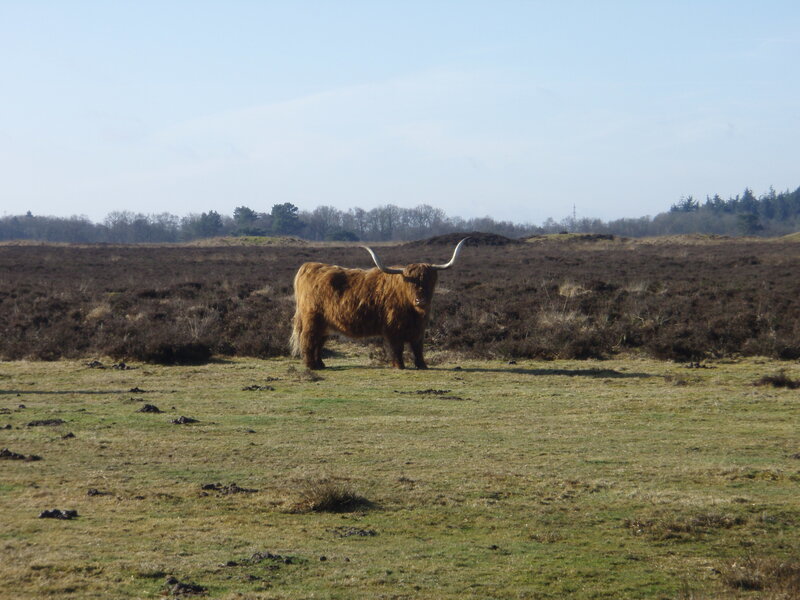 Highland cow in a field