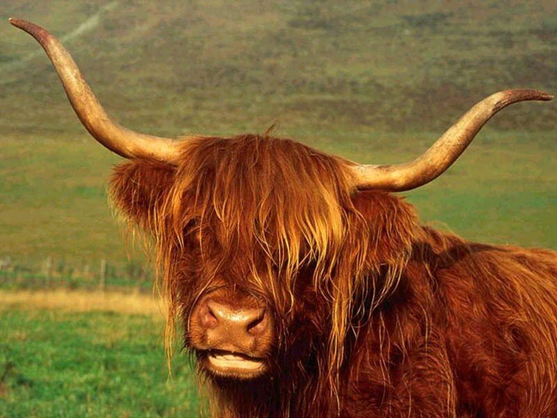 Highland cow in a field