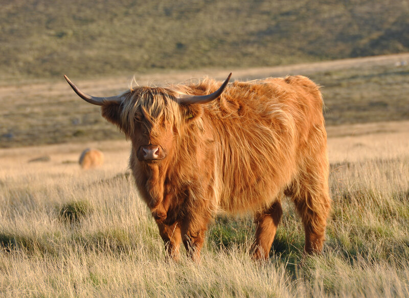 Highland cow in a field