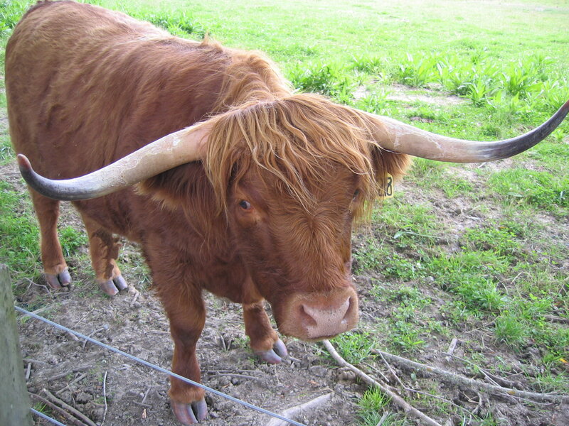 Highland cow in a field