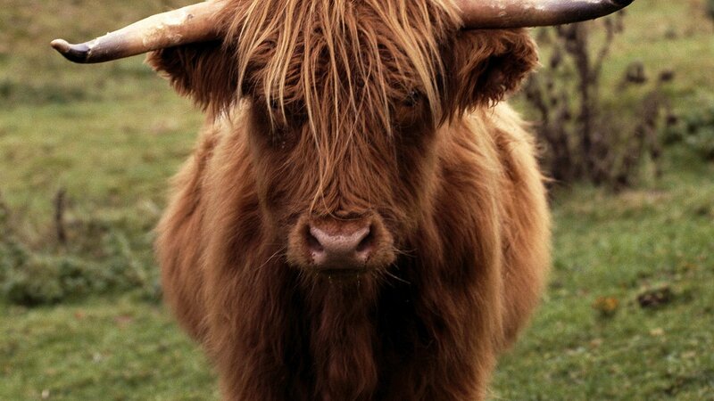 Highland cow in a field