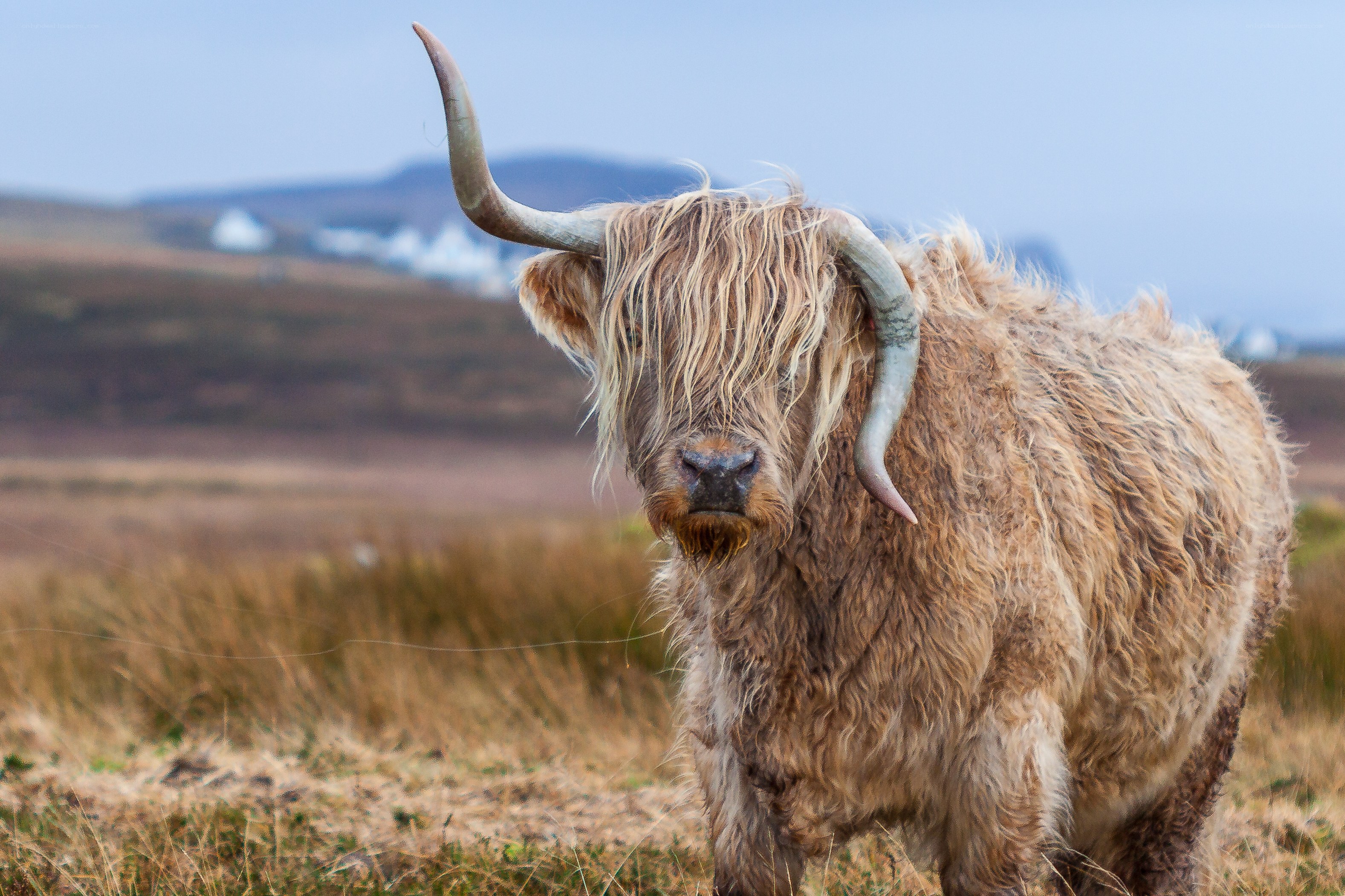 Highland cow in a field