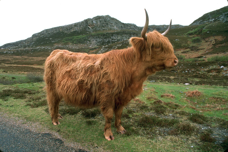 Highland cow in a grassy field