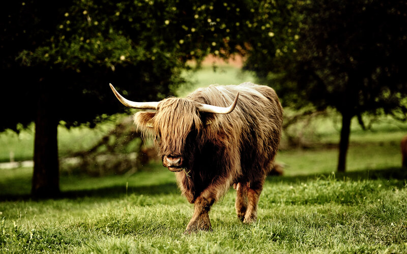 Highland cow in a grassy field