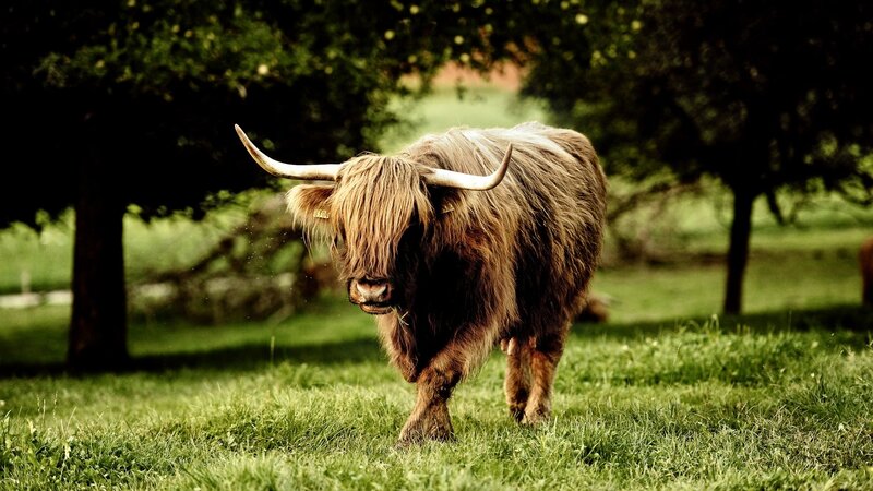 Highland cow in a grassy field