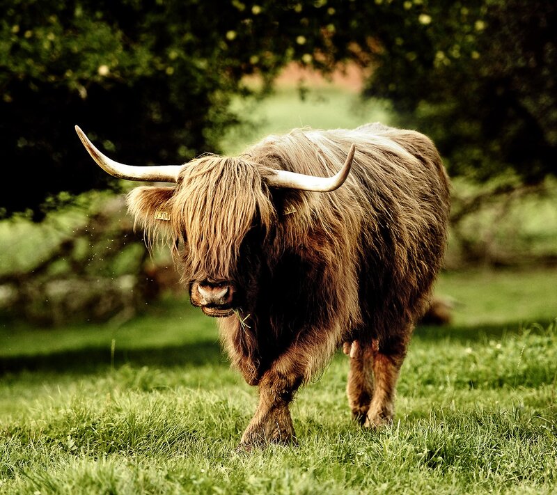 Highland cow in a grassy field