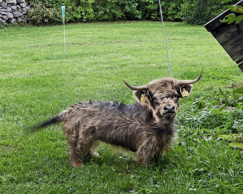 Highland cow in a grassy yard