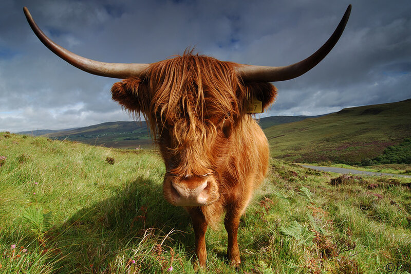 Highland cow in a green field