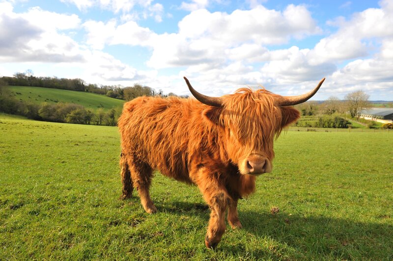 Highland cow in a green field