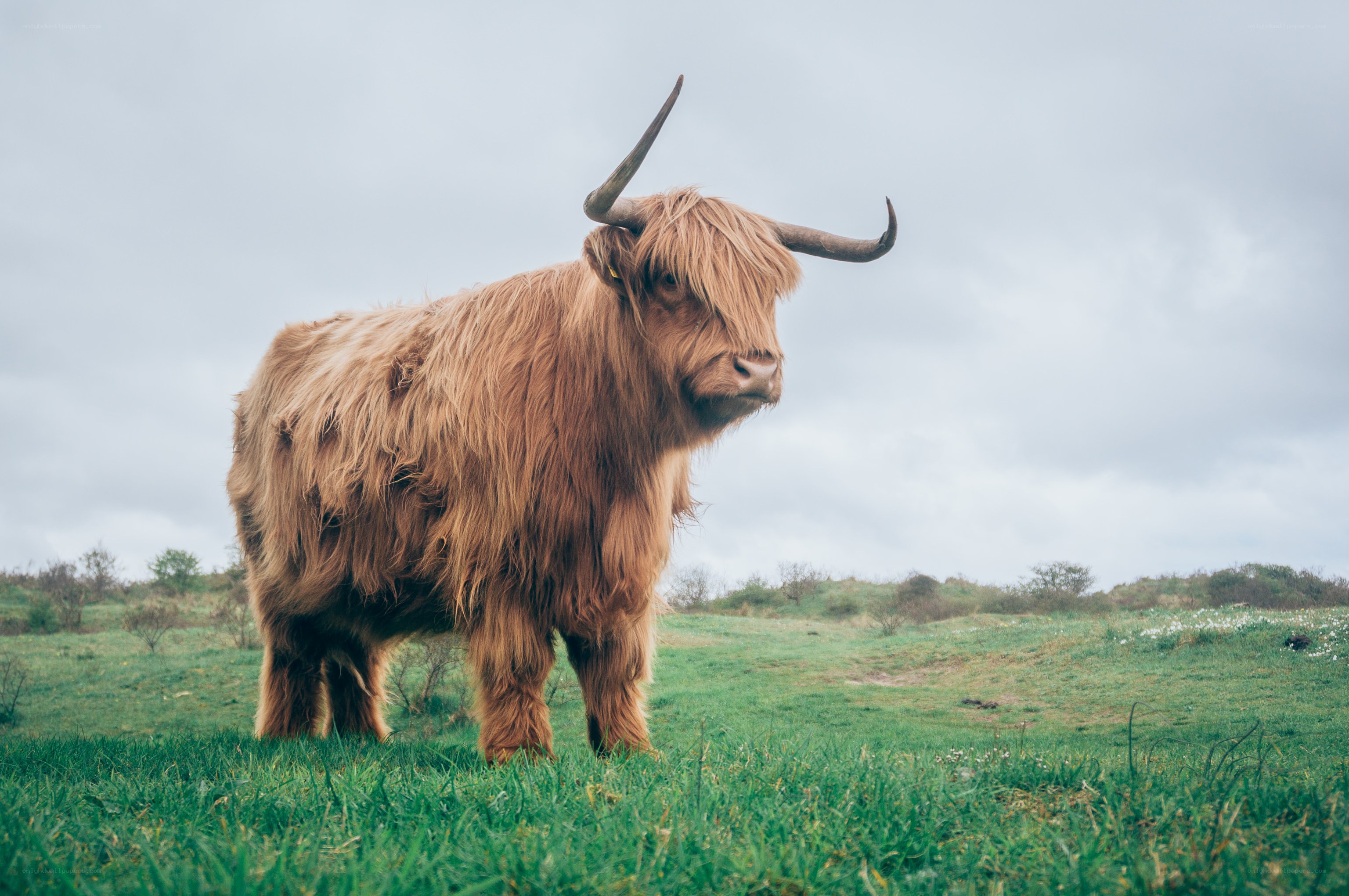Highland cow in a green field