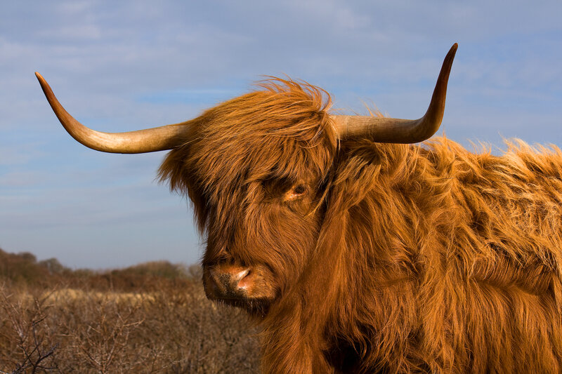 Highland Cow in Field — Brown, Calm, Afternoon, Photograph