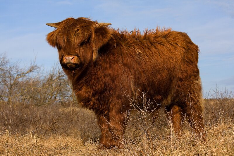 Highland Cow in Field — Brown, Calm, Afternoon