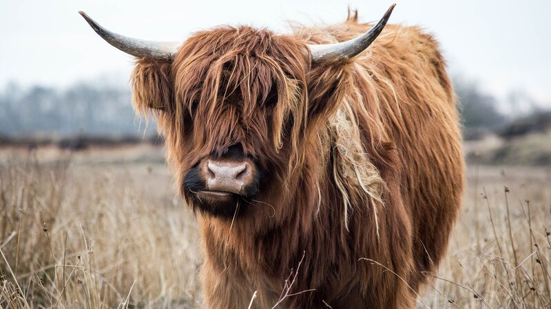Highland Cow in Field — Brown, Calm, Autumn