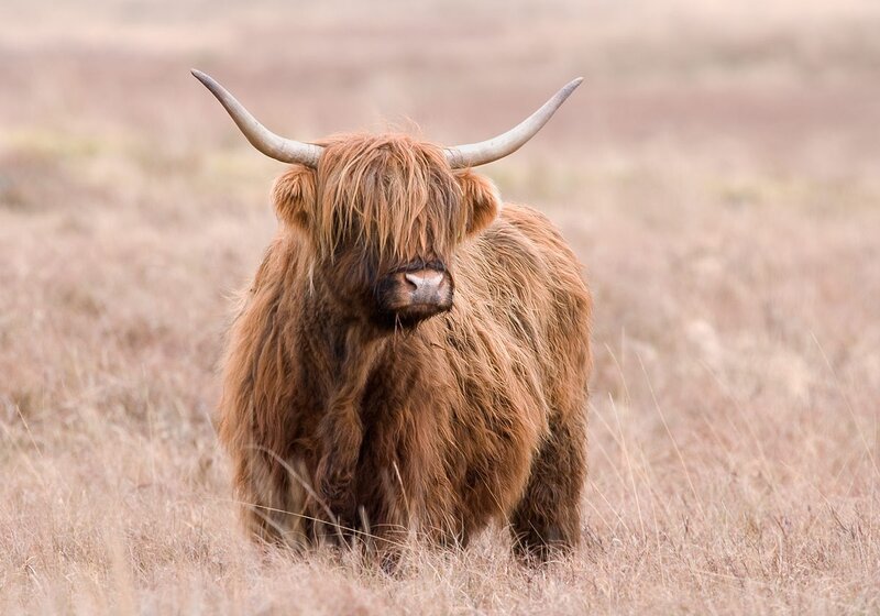 Highland Cow in Field — Brown, Calm, Photograph, Grass, Horns, Tan