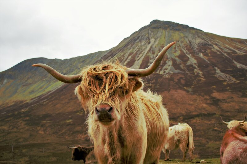Highland Cow in Field — Brown, Natural