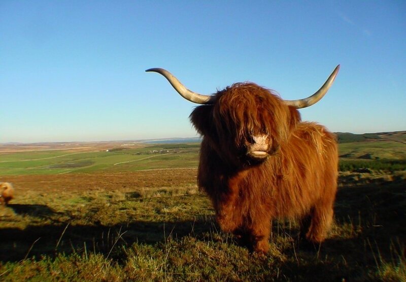 Highland Cow in Field — Brown