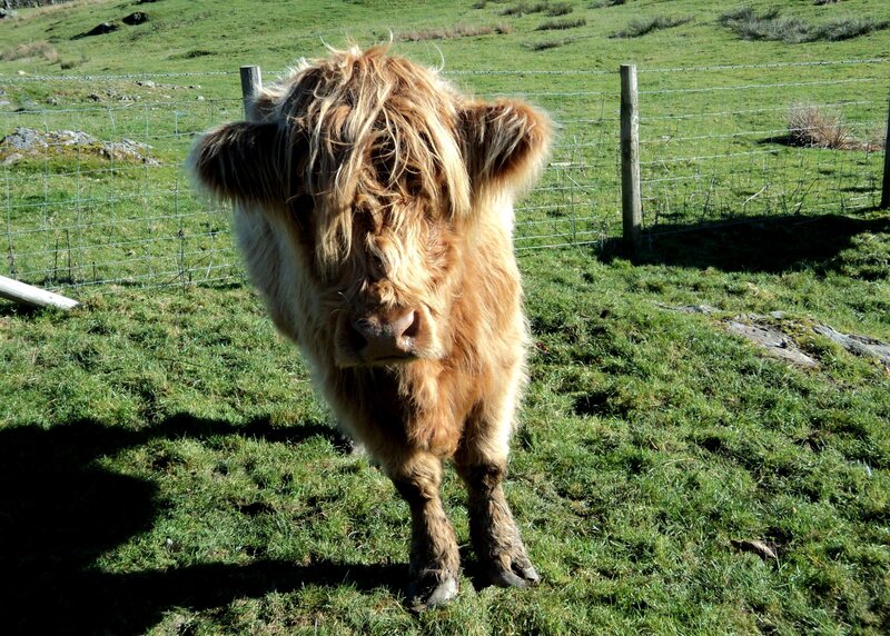 Highland Cow in Field — Green
