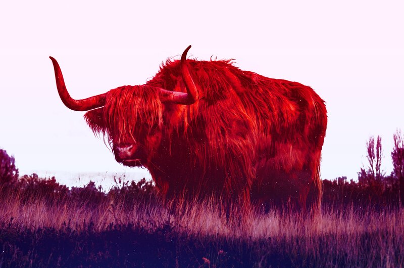 Highland Cow in Field — Red