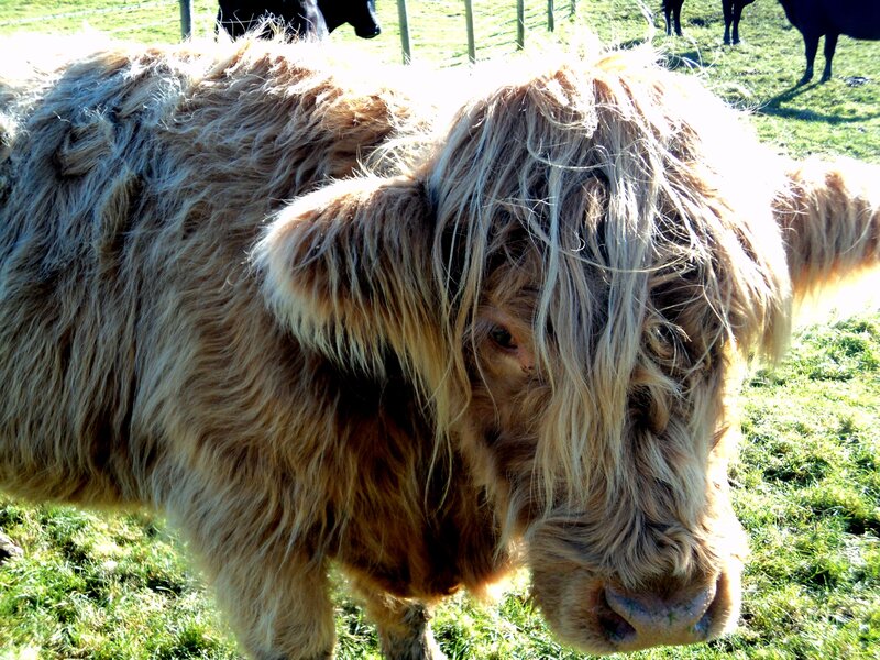 Highland Cow in Field