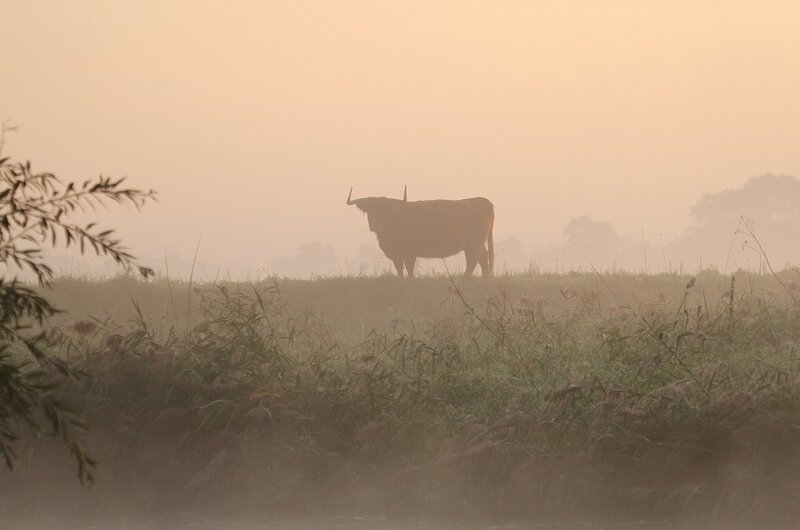 Highland cow in morning mist