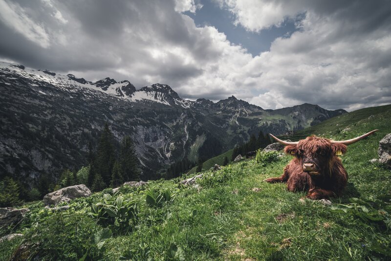 Highland Cow in Mountains