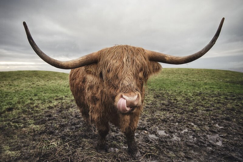 Highland Cow in Mud