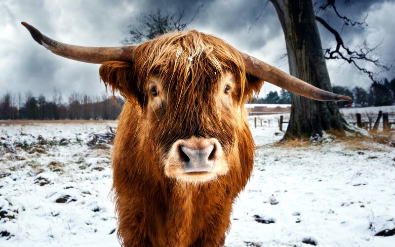 Highland Cow in Snow