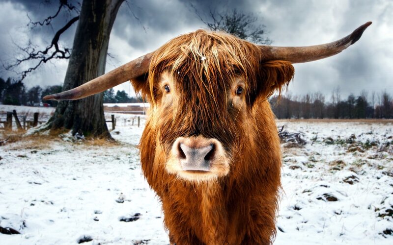 Highland cow in snowy field
