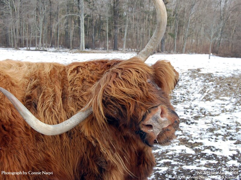 Highland cow in snowy field
