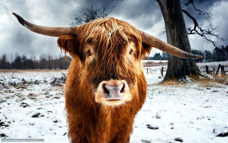 Highland cow in snowy field