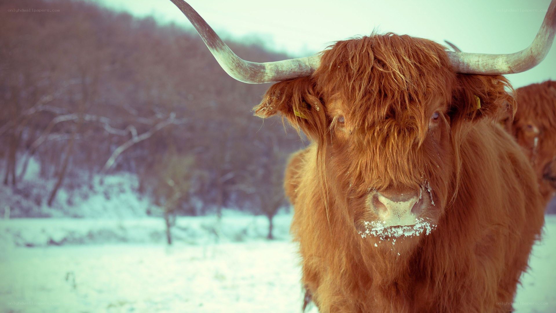 Highland cow in snowy landscape