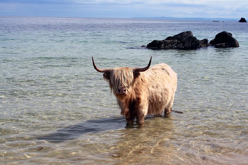 Highland Cow in Water