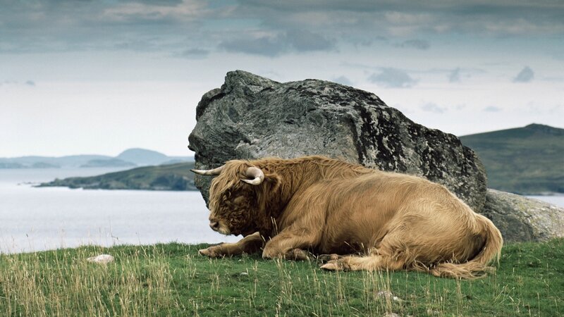 Highland Cow Lying Down