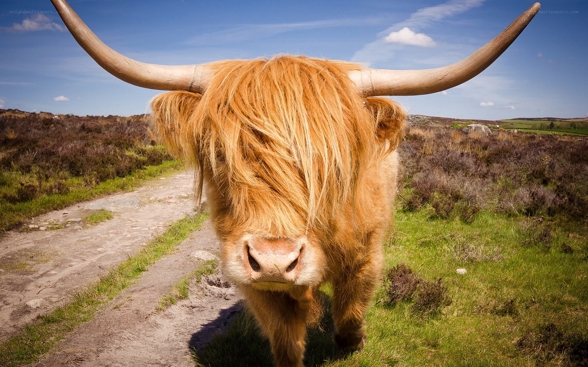 Highland cow on a dirt path