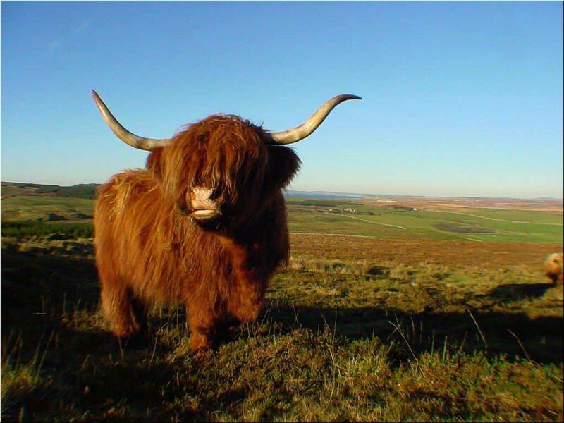 Highland cow on a hill