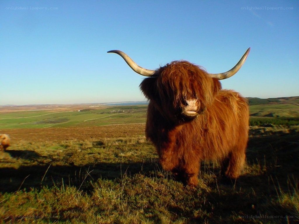 Highland cow on a hill