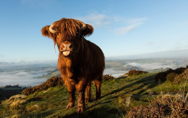 Highland cow on a misty hill