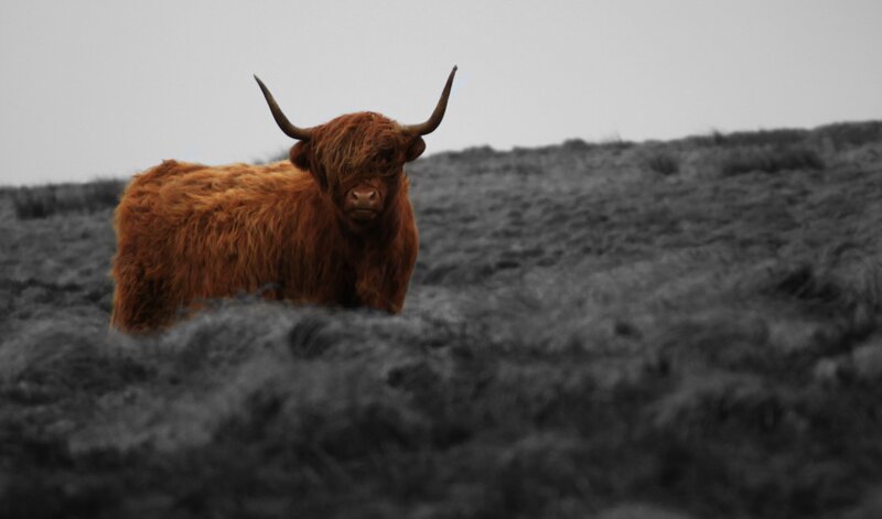 Highland Cow on Hill — Brown, Dramatic