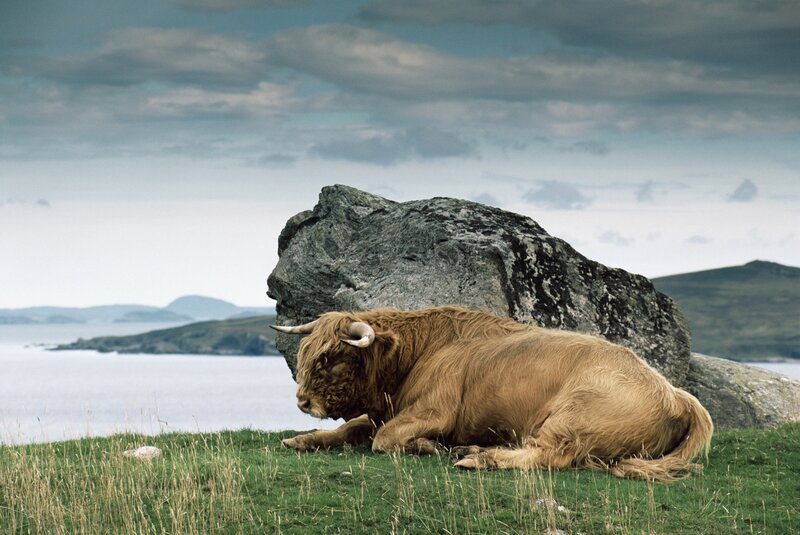 Highland cow resting by the sea
