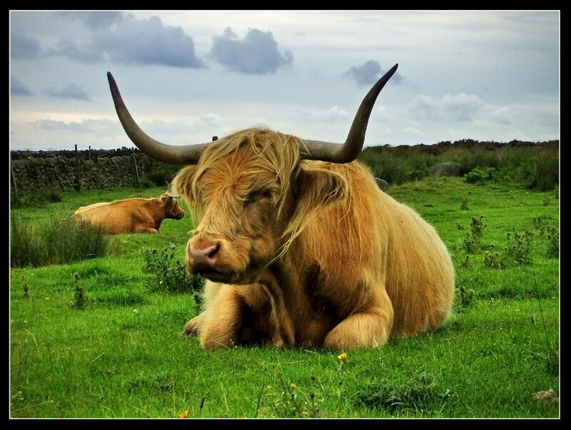 Highland cow resting in a field