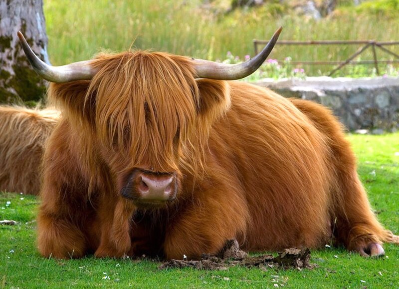 Highland cow resting on grass