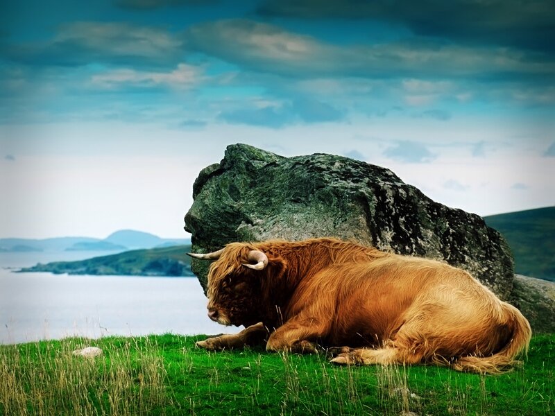 Highland Cow Resting