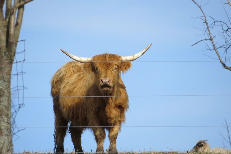 Highland Cow with Horns